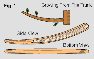 Finding and Shaping the Branch