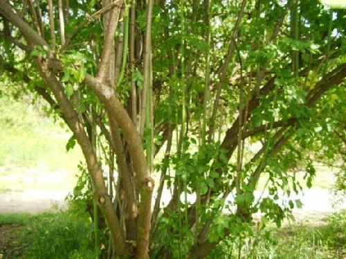 Elderberry stand