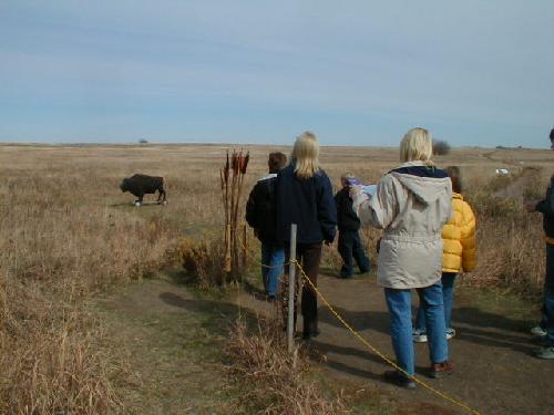 Hunting the buffalo