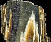 Petrified Wood